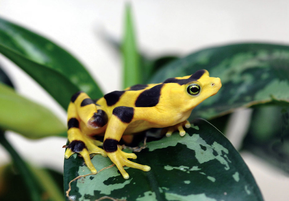 Photo of the Panamanian Golden Frog