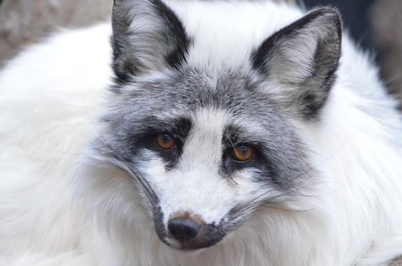 Creature Feature – Arctic Fox | The Maryland Zoo