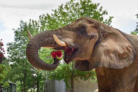 5 Facts That Will Have You Feeling Wild About Elephants | The Maryland Zoo