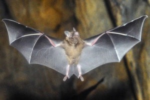 short tailed bat