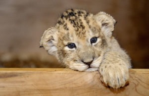 Female Lion Cub