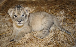 Male Lion Cub