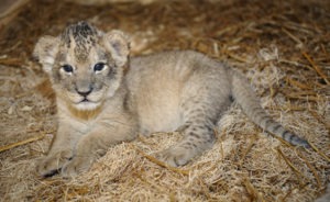 Male Lion Cub