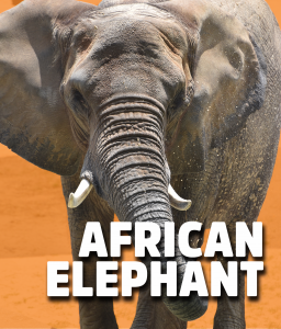 african elephant 