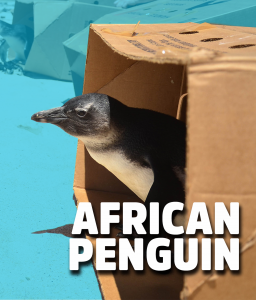 african penguin