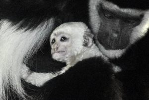 Colobus Monkey