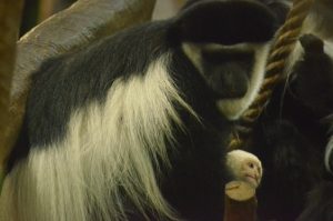 Colobus Monkey