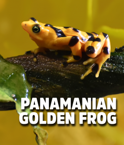 panamanian golden frog