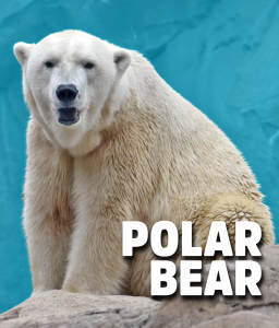 polar bear