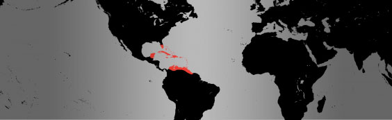 caribbean flamingo map