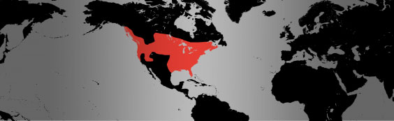 hooded merganser map