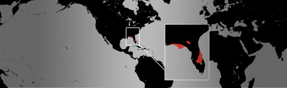 Mole king snake. map