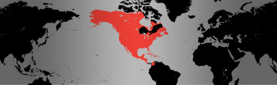 northern pintail map