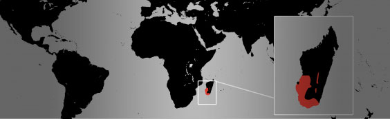 ring-tailed lemur map