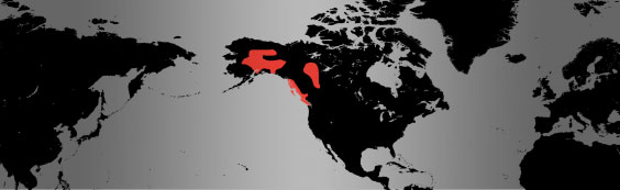 Trumpeter Swan map