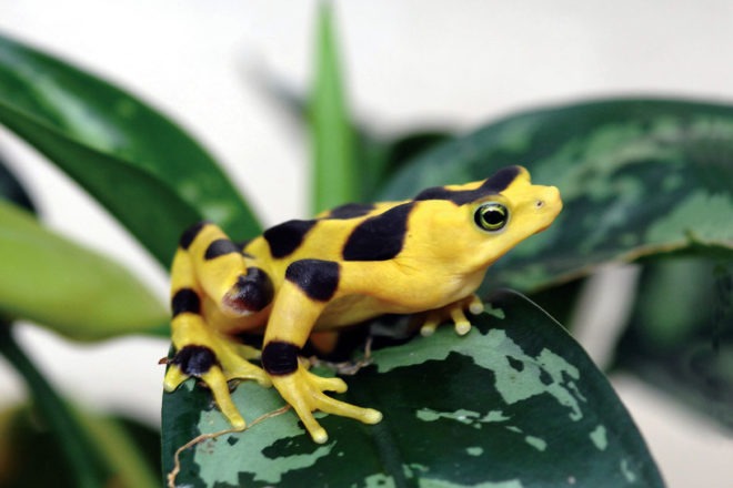 Panamanian golden frog