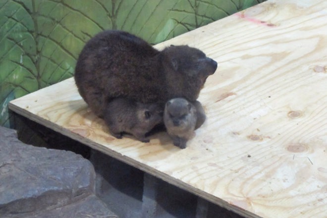 Rock Hyrax and her two babies