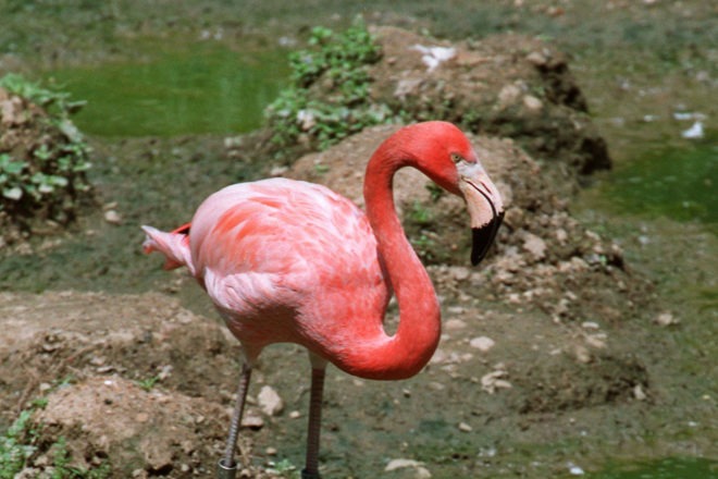 flamingo