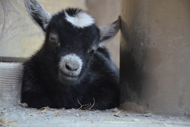 baby goat