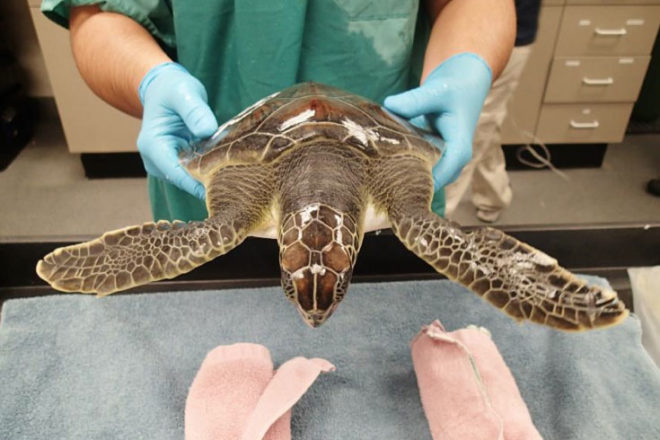 Sea turtle being held