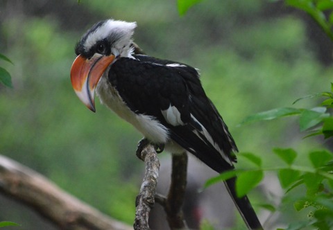 Von der Decken's Hornbill