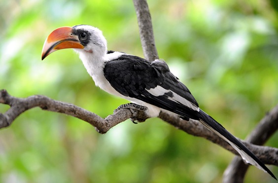 Von der Decken's Hornbill