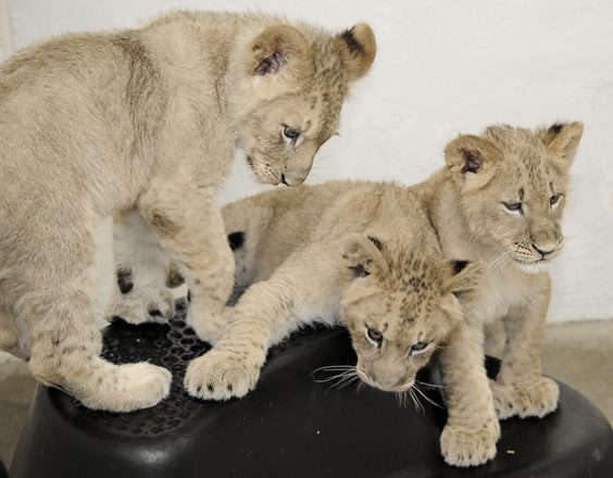 New Lion Cub Photos & Video (4 months old) | The Maryland Zoo