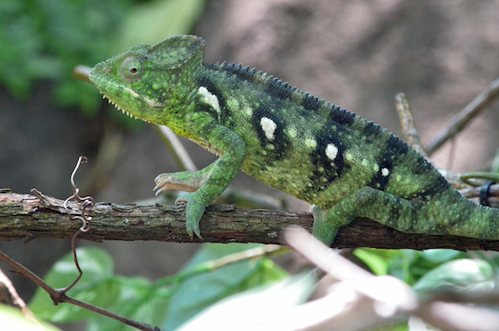 chameleon in tree