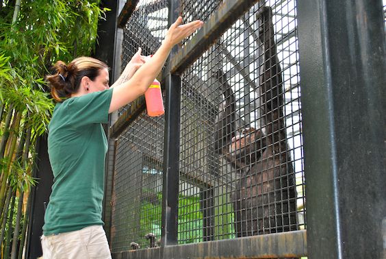 zoo keeper with chimp