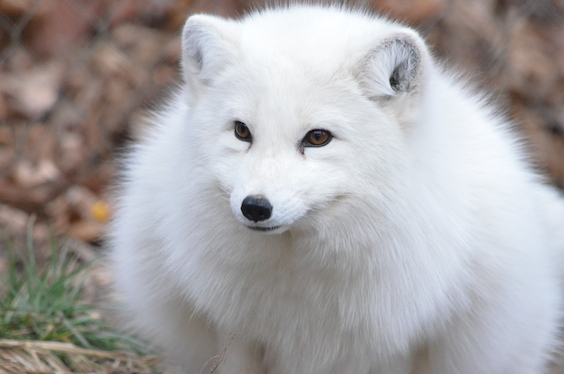 Creature Feature – Arctic Fox | The Maryland Zoo