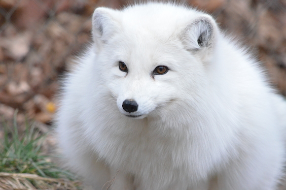 arctic fox