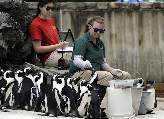 penguins being fed