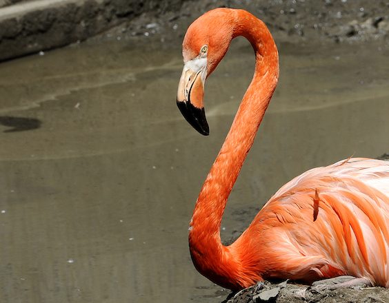 flamingo