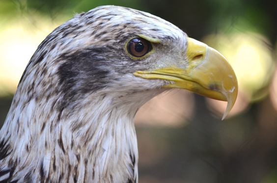 bald eagle