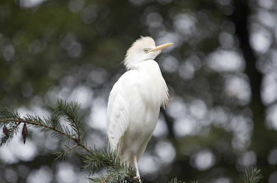 bird in aviary