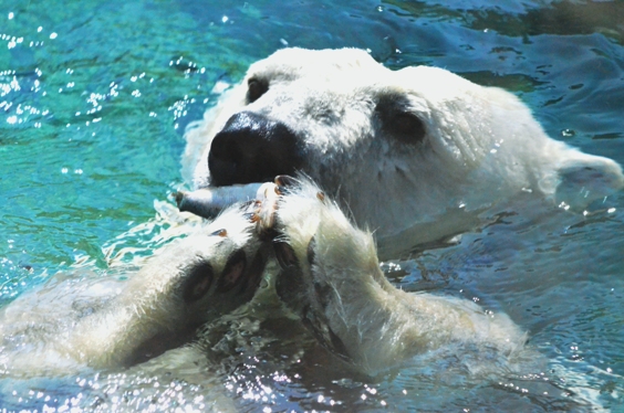 polar bear in water