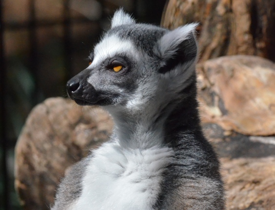 lemur