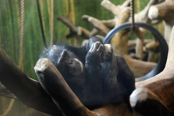 chimp relaxing