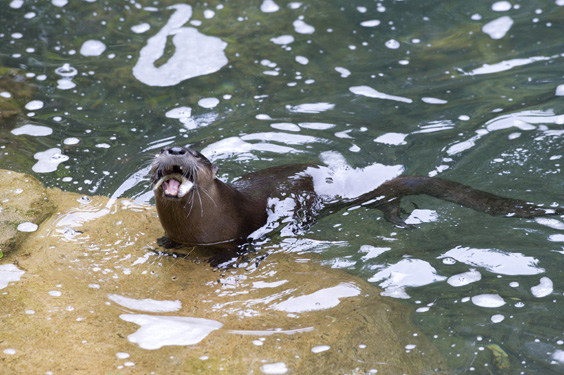 otter in water
