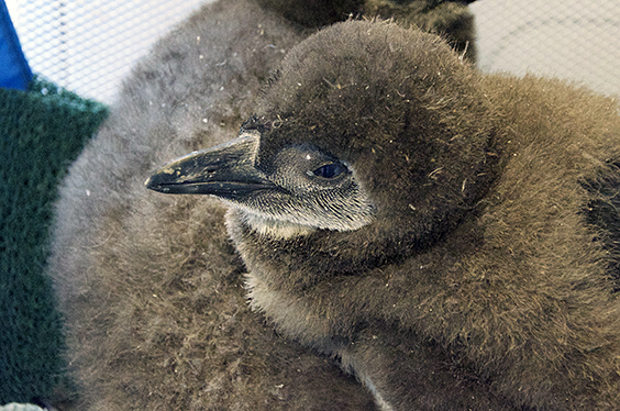 penguin chicks