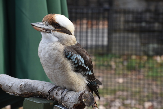 kookaburra bird