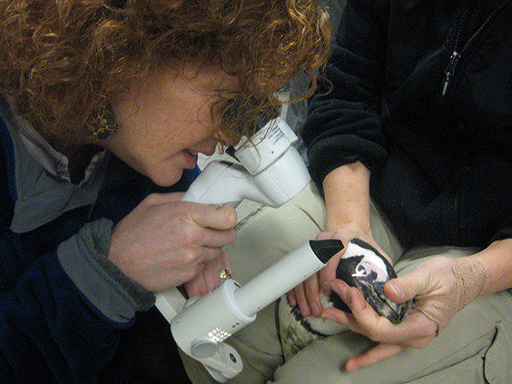 doctor looking at penguin eye