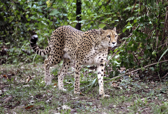 cheetah