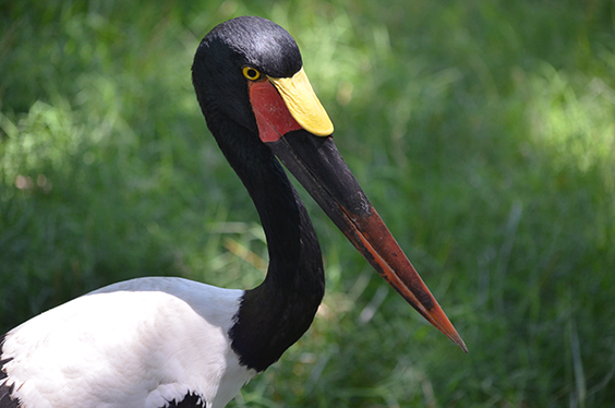 stork