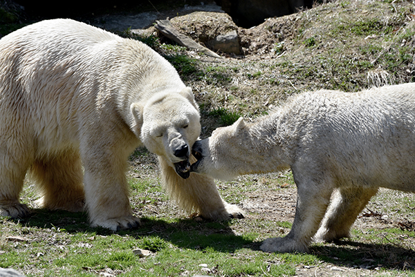 polar bear