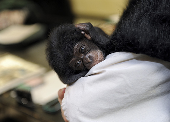 baby chimp