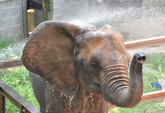 elephant sprayed with water