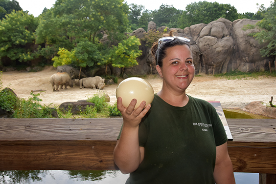 zoo keeper in front of rhinos