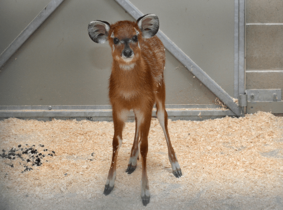 sitatunga calf