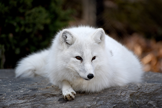 white arctic fox